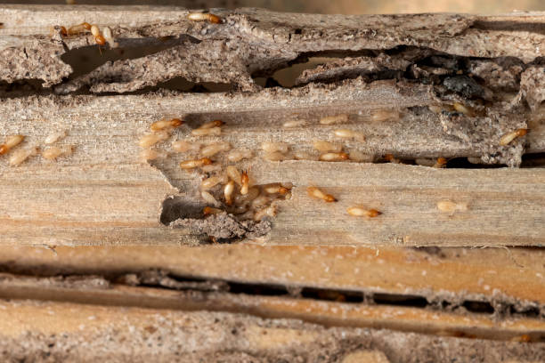 Trusted August, CA Pest Control Experts