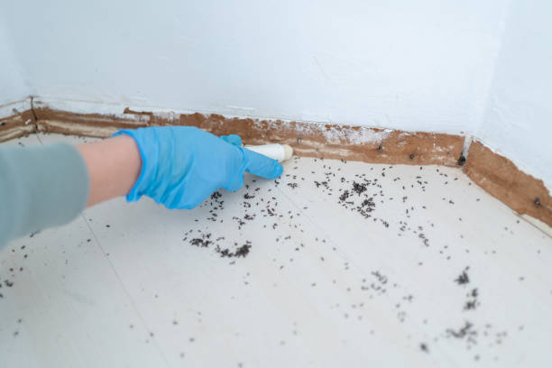 Best Mosquito Control Services  in August, CA